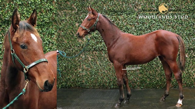Lot 19