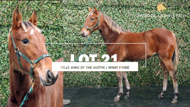 Lot 21