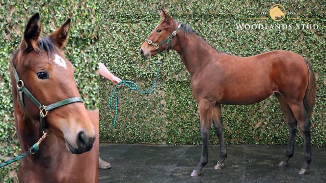 Lot 10