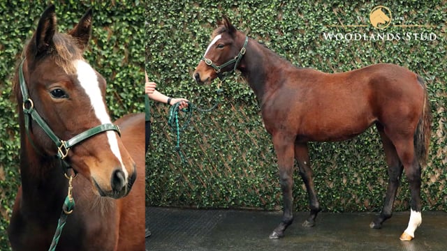 Lot 5