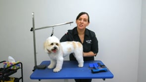Maltese X Full Groom | 19 Minutes