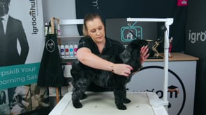 ⏩ FFW | Cocker Spaniel Pet Trim | 23 minutes
