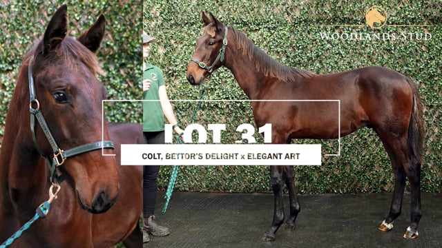 Lot 31