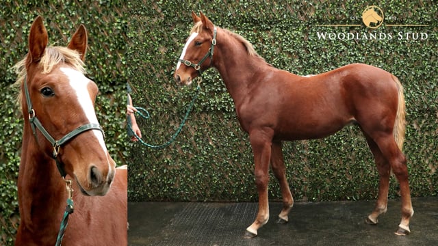 Lot 37