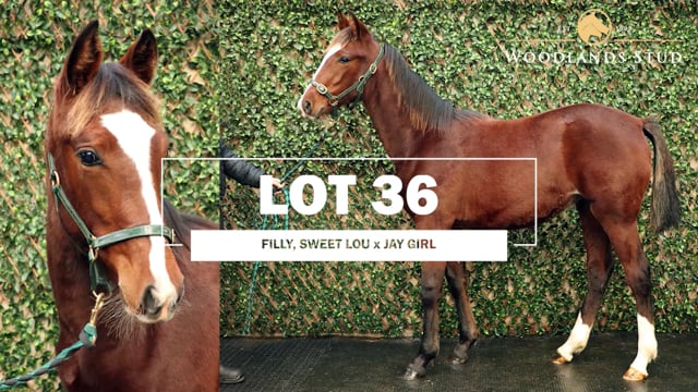 Lot 36