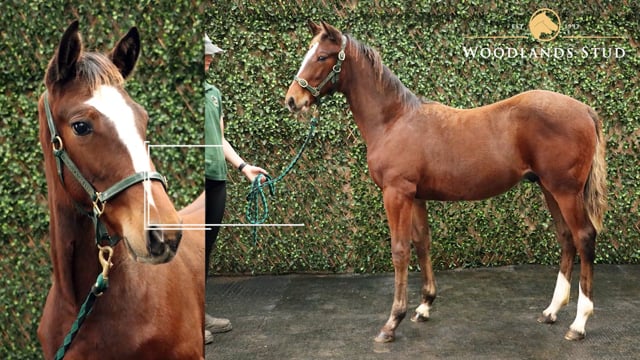 Lot 38