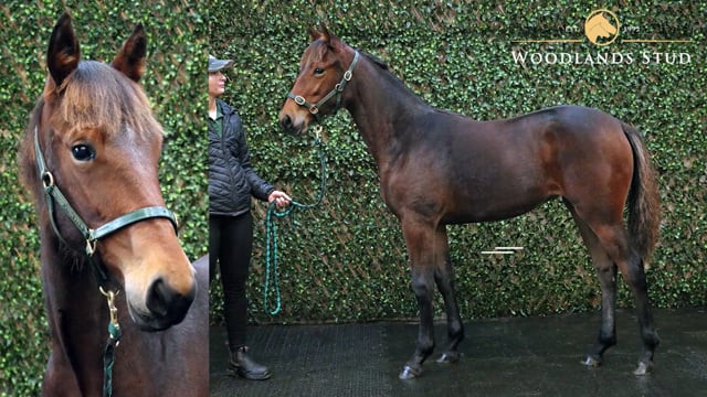 Lot 42