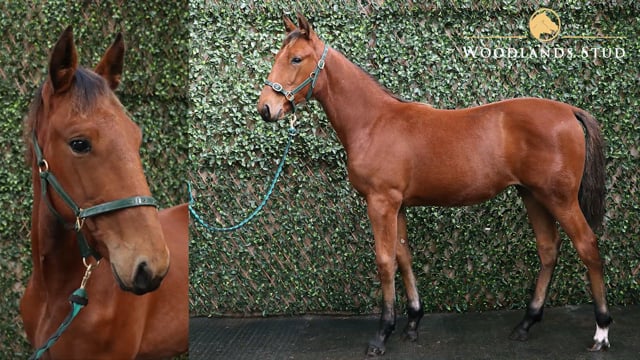 Lot 41