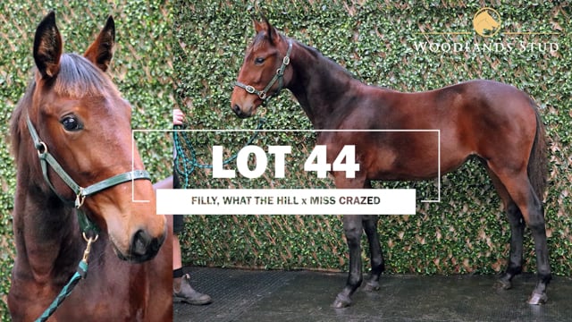 Lot 44