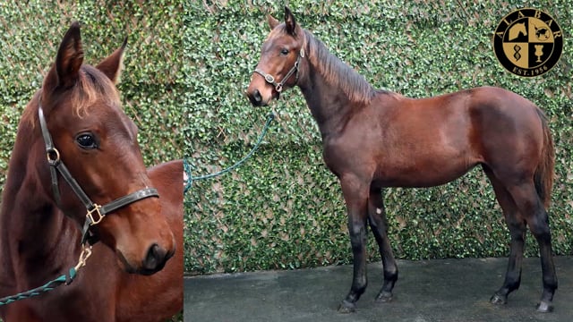 Lot 24