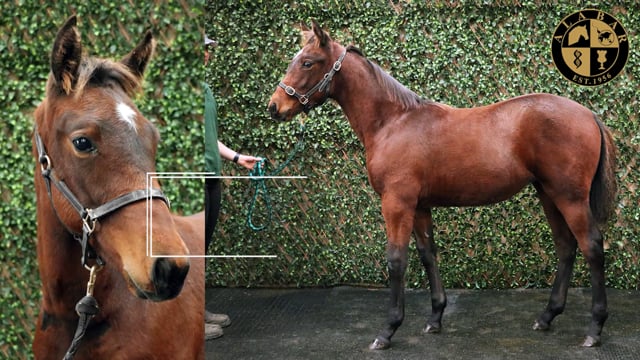 Lot 33