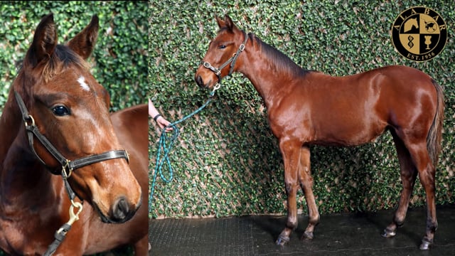 Lot 16