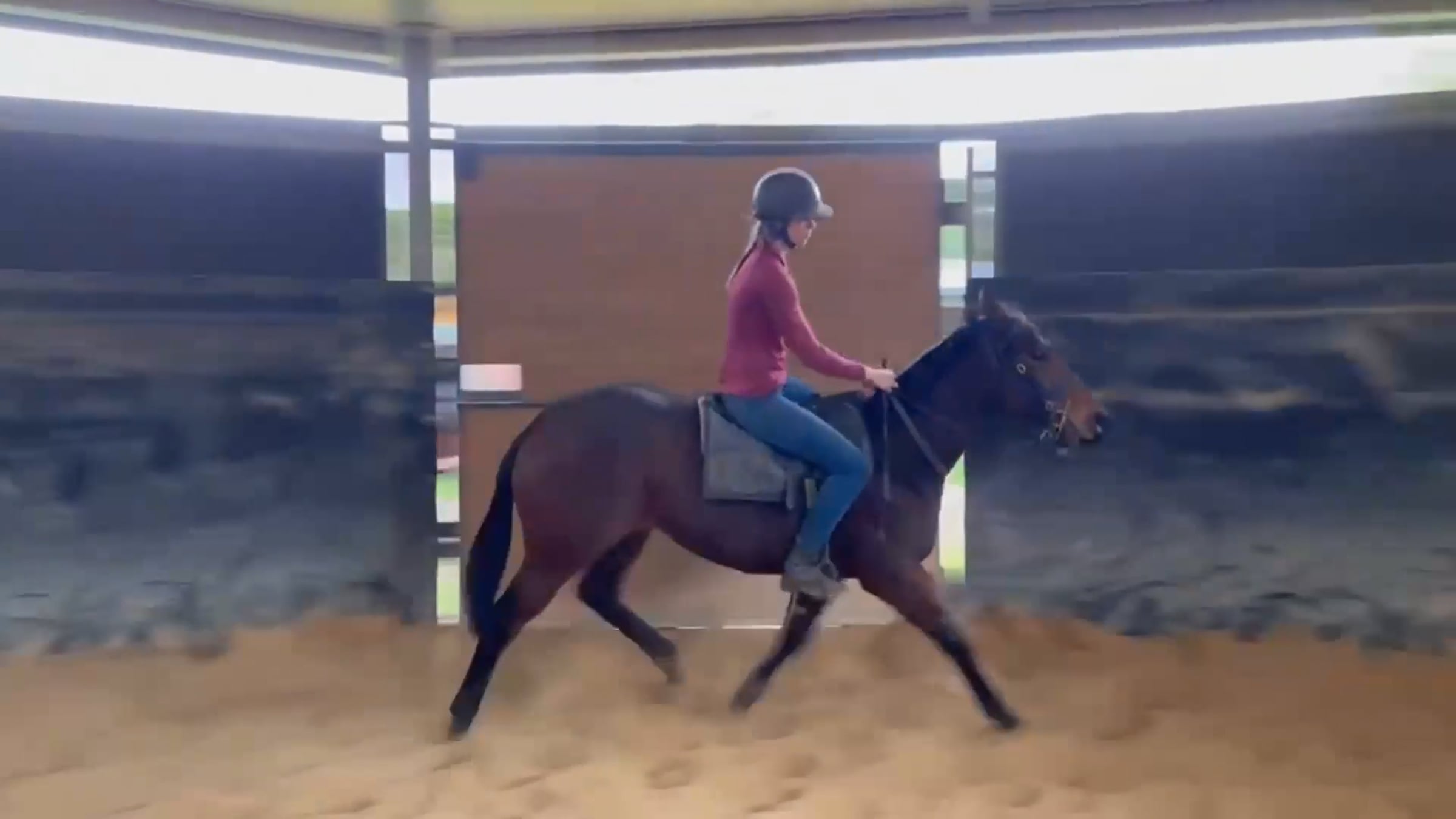 Proisir x Moonlover 2024 filly - second week of education | Videos ...