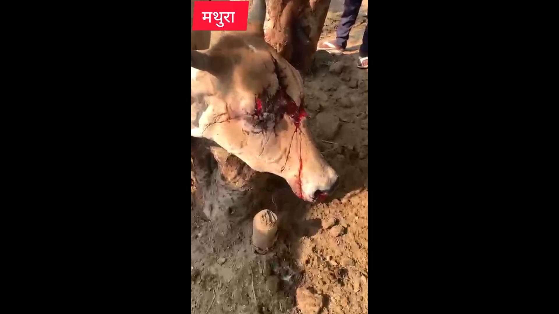 मथुरा के राया क्षेत्र का मामला अज्ञात वाहन ने मारी टक्कर गो माता लू लुहान 