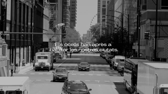 Kodü