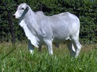 Lote 07