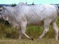 Lote 19