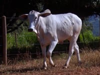 Lote 22