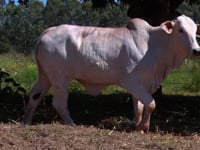 Lote 23