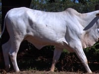 Lote 25