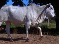 Lote 26