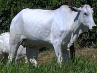 Lote 34