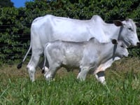 Lote 33