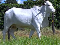 Lote 42