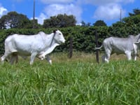 Lote 45