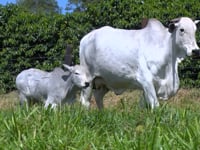 Lote 46