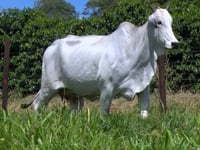 Lote 49
