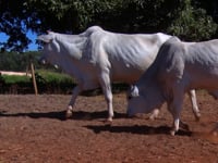 Lote 50