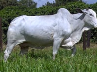 Lote 52