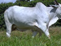 Lote 53