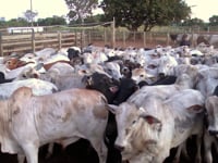 Lote 50