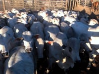Lote 51