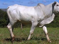 Lote 09