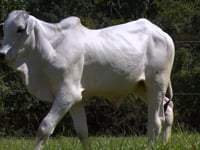 Lote 11