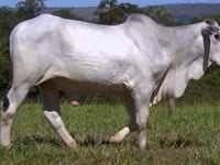 Lote 16