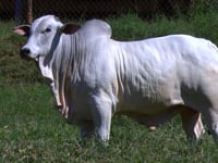 Lote 20