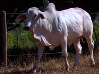 Lote 30