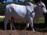 Lote 32