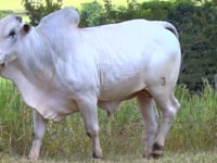 Lote 35