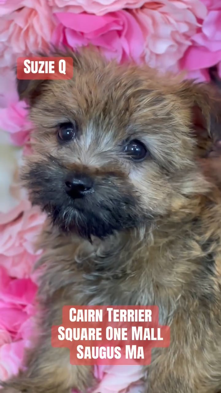 Female Cairn Terrier puppy named Suzie Q for sale at Pet Express Saugus. video thumbnail