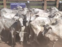 Lote 22