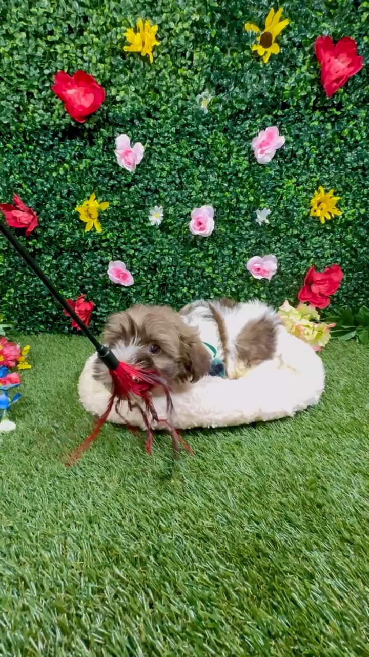 Male Havanese puppy named Shark for sale at Puppy Dreams - Round Rock. video thumbnail