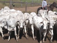 Lote 32