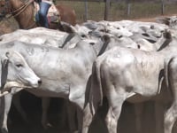 Lote 33