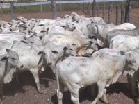 Lote 35