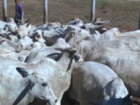Lote 40
